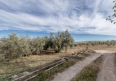 Non-developable land for sale on España, Albolote, ref: TR238485 photo