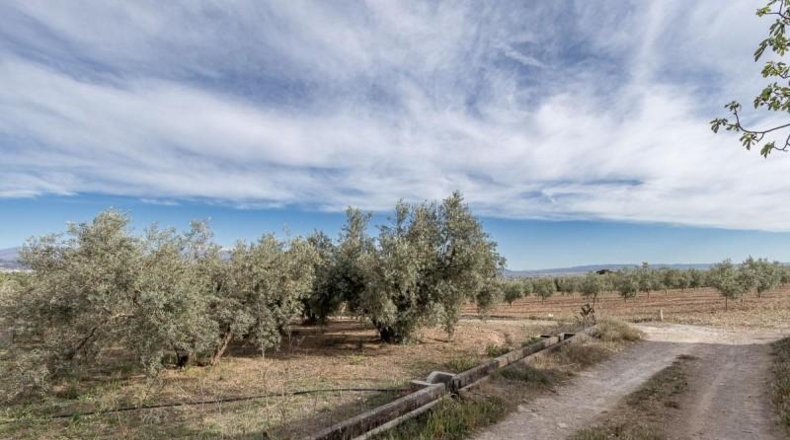 Granada - Albolote - 3930m2