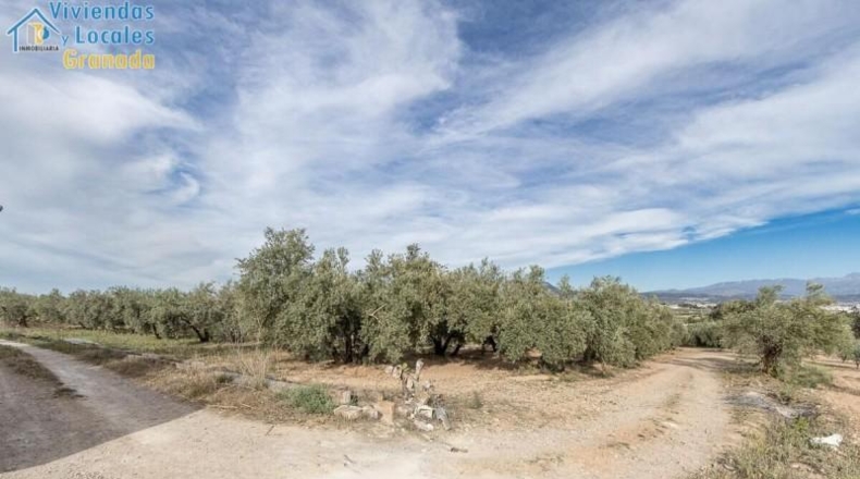 Granada - Albolote - 3930m2