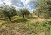 Non-developable land for sale on España, Villa de Otura, ref: TR319437 photo