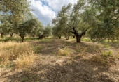 Non-developable land for sale on España, Villa de Otura, ref: TR319437 photo