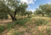 Non-developable land for sale on España, Villa de Otura, ref: TR319437 photo