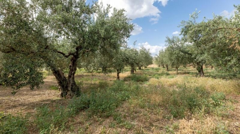 Granada - Villa de Otura - 3000m2