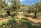 Non-developable land for sale on España, Villa de Otura, ref: TR319437 photo