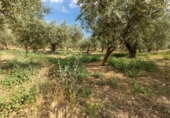 Non-developable land for sale on España, Villa de Otura, ref: TR319437 photo
