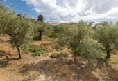 Non-developable land for sale on España, Villa de Otura, ref: TR319437 photo