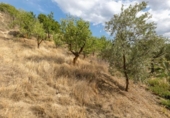 Non-developable land for sale on España, Villa de Otura, ref: TR319437 photo