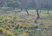 Detached villa with land for sale on España, Tortosa, ref: TR309411 photo