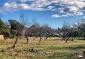 Detached villa with land for sale on España, Tortosa, ref: TR309411 photo