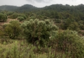 Xalet independent amb terreny en venda a la España, Tivenys, ref.: TR317712 foto
