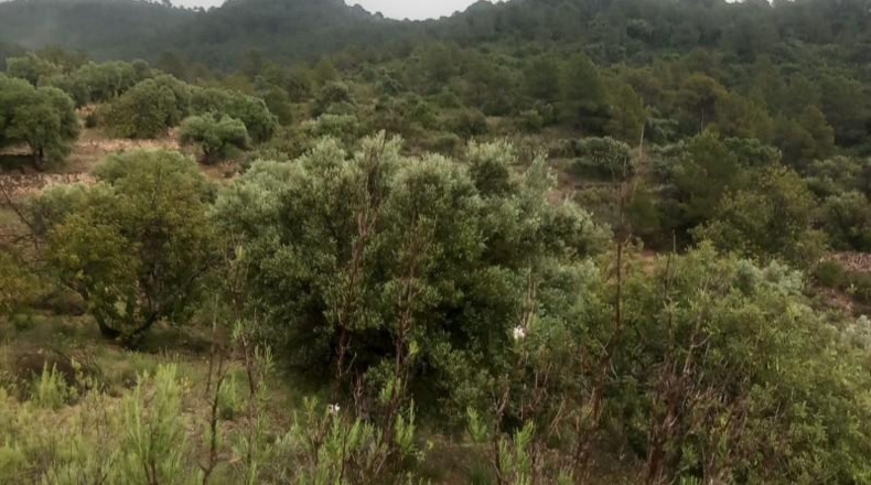 Tarragona - Tivenys - 26m2
