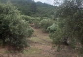 Xalet independent amb terreny en venda a la España, Tivenys, ref.: TR317712 foto