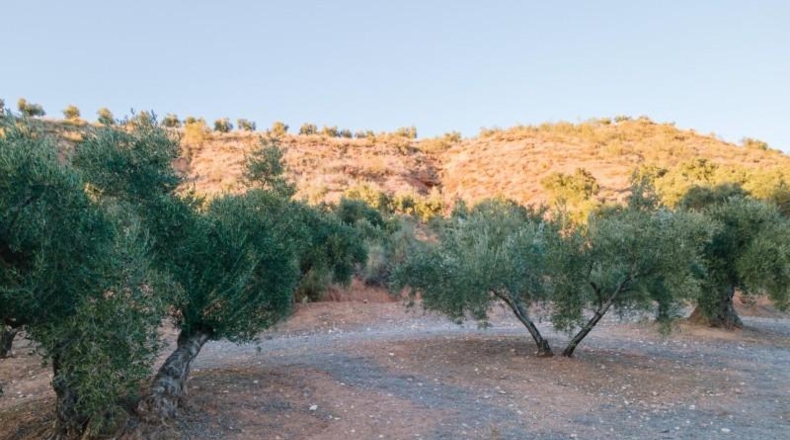 Granada - Calicasas - 11000m2