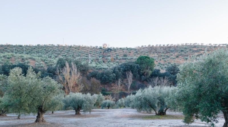 Granada - Calicasas - 11000m2