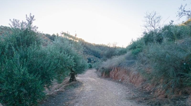 Granada - Calicasas - 11000m2