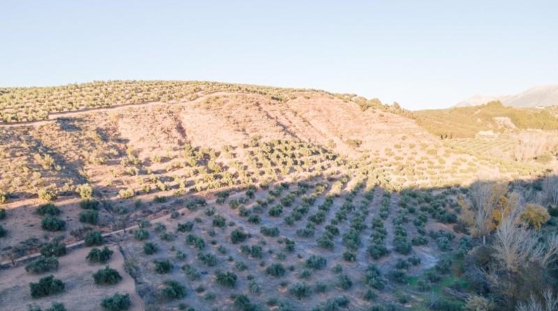 Granada - Calicasas - 11000m2