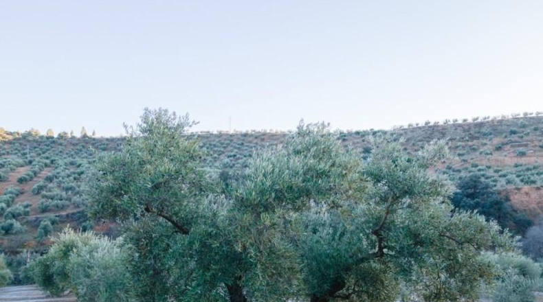 Granada - Calicasas - 11000m2