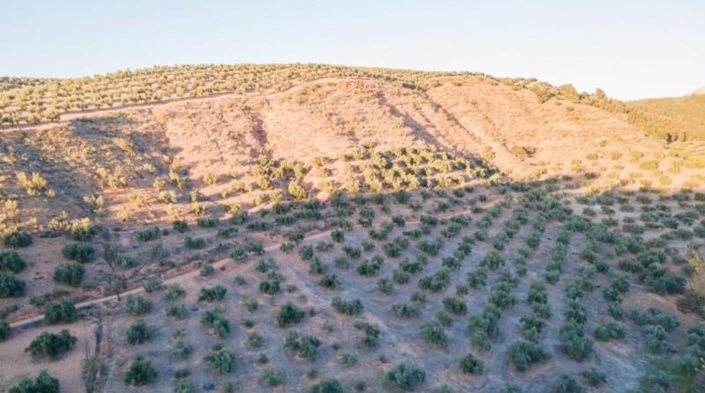 Granada - Calicasas - 11000m2