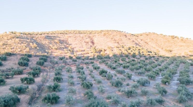 Granada - Calicasas - 11000m2
