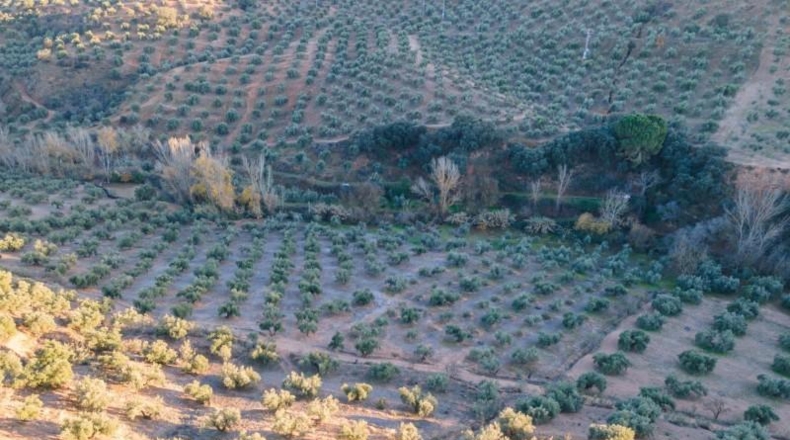 Granada - Calicasas - 11000m2