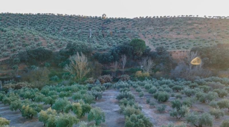 Granada - Calicasas - 11000m2