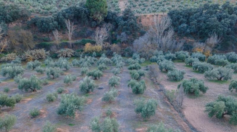 Granada - Calicasas - 11000m2