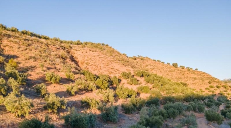 Granada - Calicasas - 11000m2