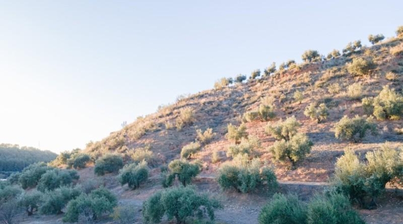 Granada - Calicasas - 11000m2