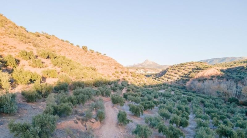 Granada - Calicasas - 11000m2