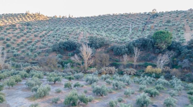 Granada - Calicasas - 11000m2