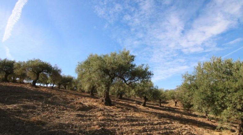 Málaga - Tolox - 9283m2