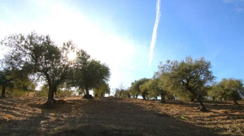 Málaga - Tolox - 9283m2