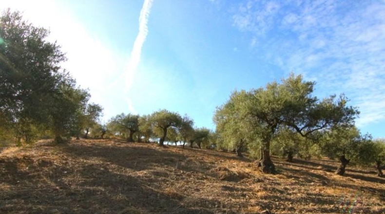 Málaga - Tolox - 9283m2