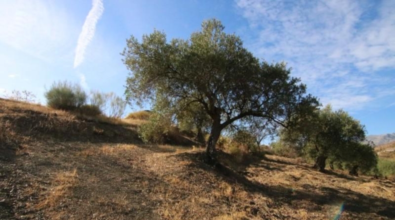 Málaga - Tolox - 9283m2
