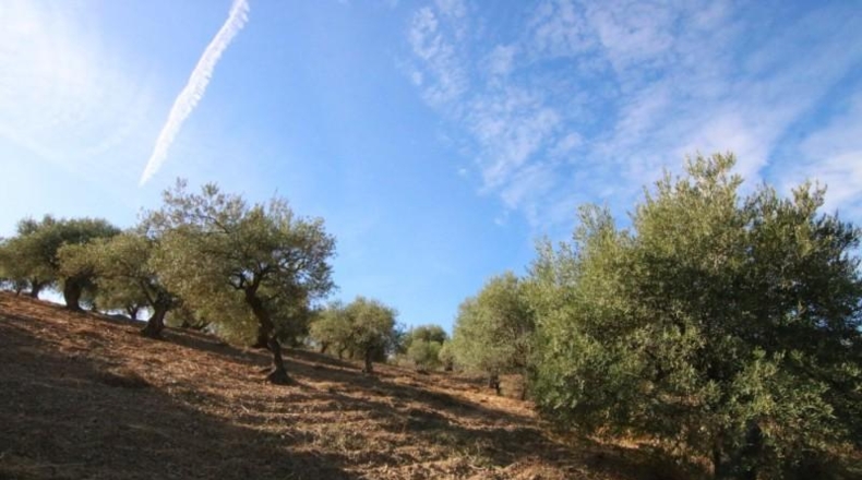 Málaga - Tolox - 9283m2