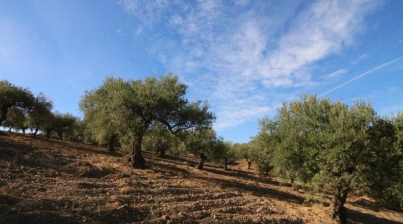 Málaga - Tolox - 9283m2