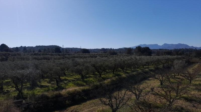 Tarragona - Ginestar - 12365m2