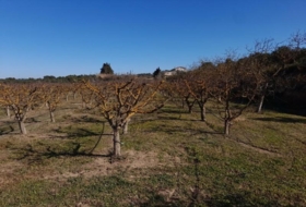 Ginestar 12365&nbsp;m² 