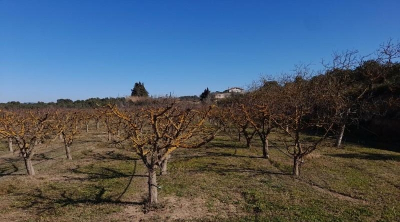 Tarragona - Ginestar - 12365m2