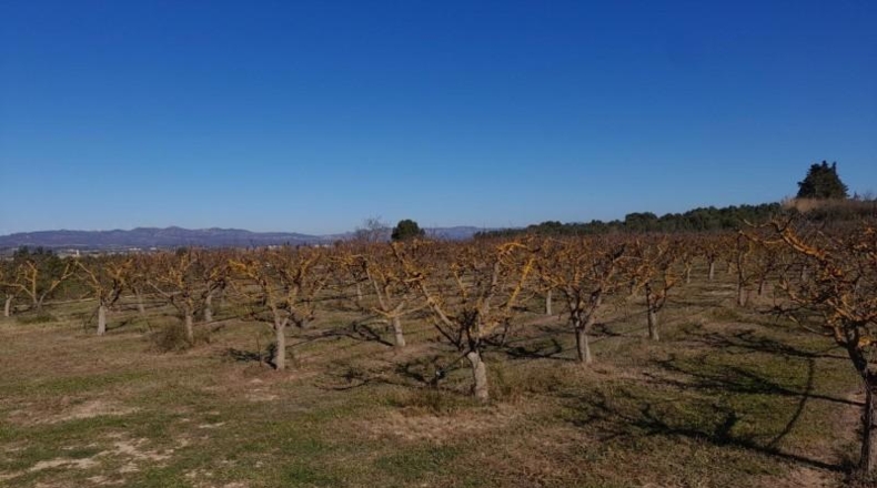 Tarragona - Ginestar - 12365m2