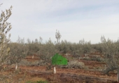 Terreno no urbanizable en venta en la España, Montijo, ref: TR375445 foto