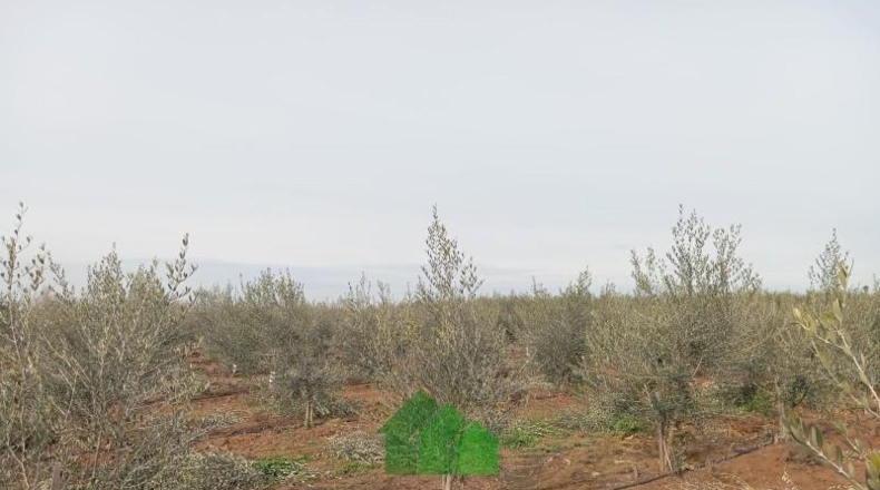 Бадахос - Монтихо - 4900m2