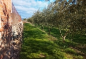 Terreny no urbanitzable en venda a la España, Móra d'Ebre, ref.: TR362456 foto
