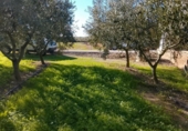 Terreny no urbanitzable en venda a la España, Móra d'Ebre, ref.: TR362456 foto
