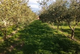Móra d'Ebre 2643&nbsp;m² 