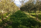 Terreny no urbanitzable en venda a la España, Móra d'Ebre, ref.: TR362456 foto