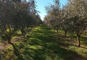 Terreny no urbanitzable en venda a la España, Móra d'Ebre, ref.: TR362456 foto