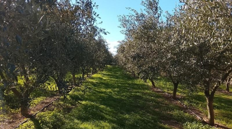 Tarragona - Móra d'Ebre - 2643m2