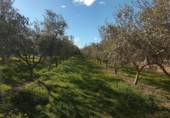 Terreny no urbanitzable en venda a la España, Móra d'Ebre, ref.: TR362456 foto