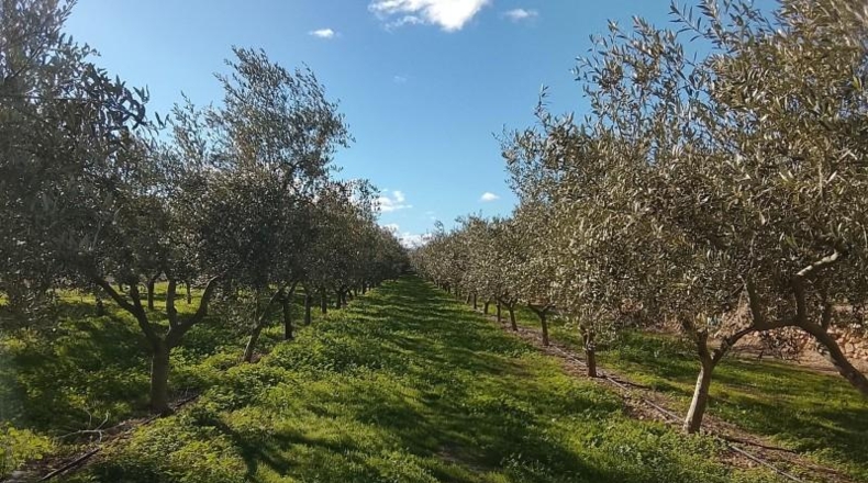 Tarragona - Móra d'Ebre - 2643m2